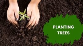 planting trees